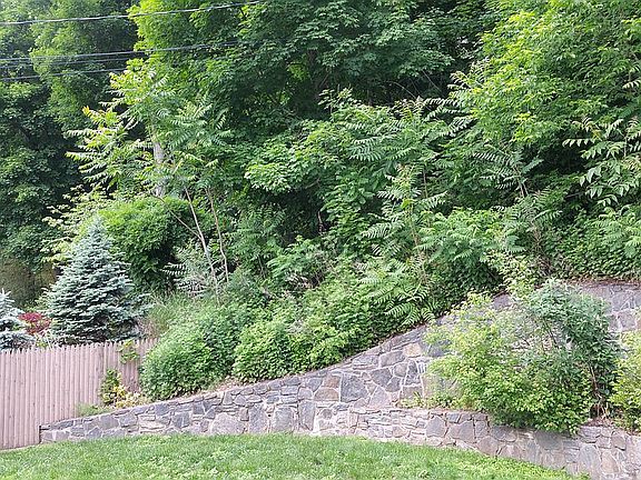 Stone wall in back yard.