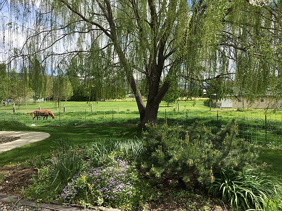 Big beautiful weeping willow