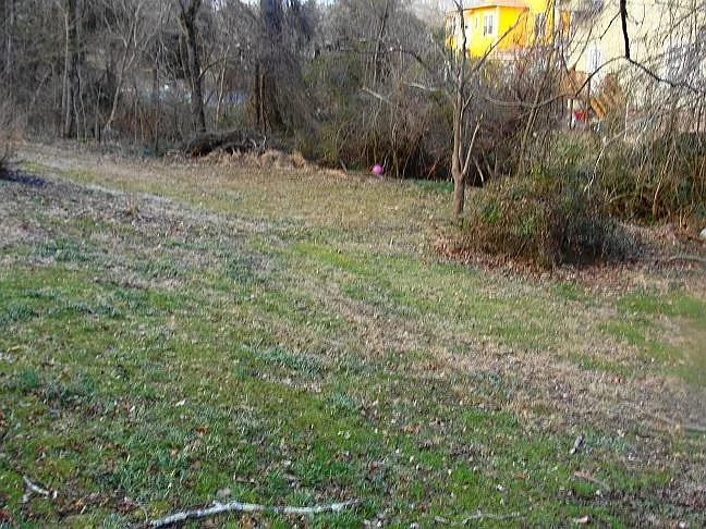 Shared back yard