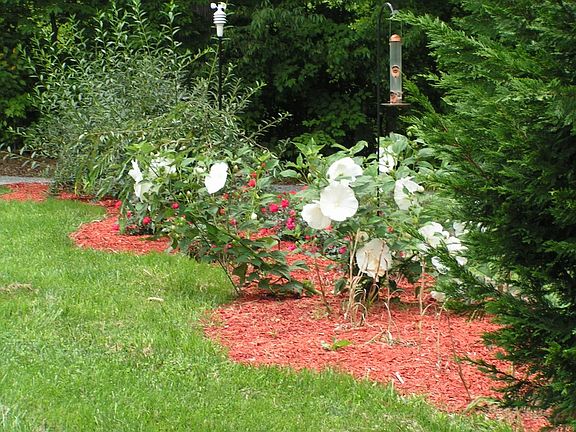 Flowers in front-Summer 