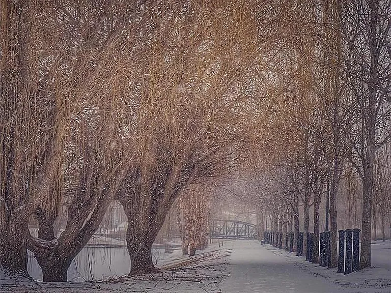 Solace of Winter