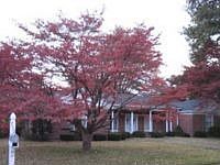 Mature landscaping