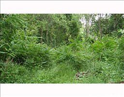 2nd image of 21 Wildflower Ln
