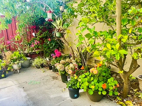 Backyard with fully grown apple, orange and lemon trees