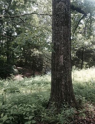 3rd image of 341 Old Gainesboro Hwy