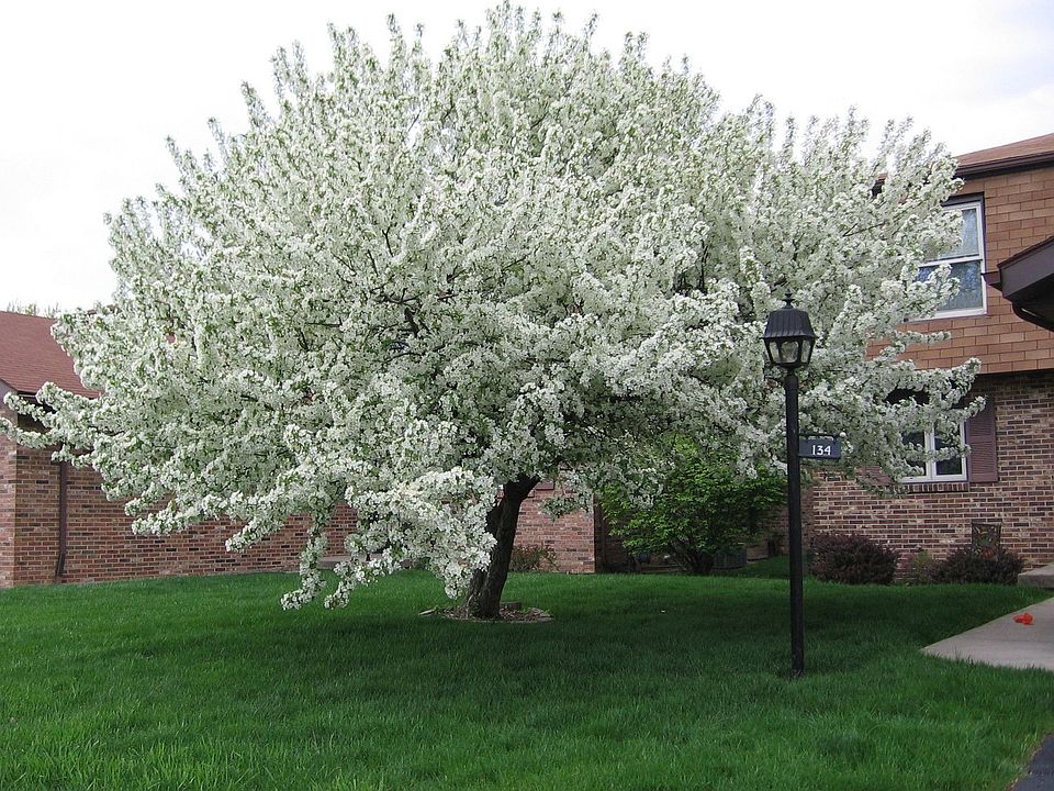 Spring- tree in front of house 