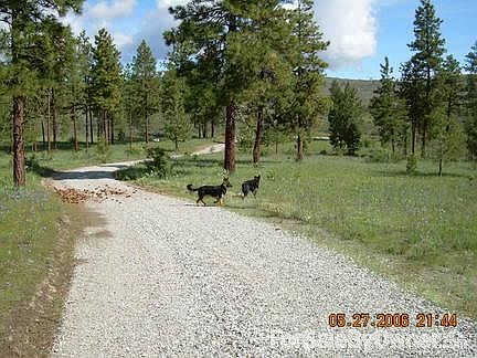 Looking north on the driveway