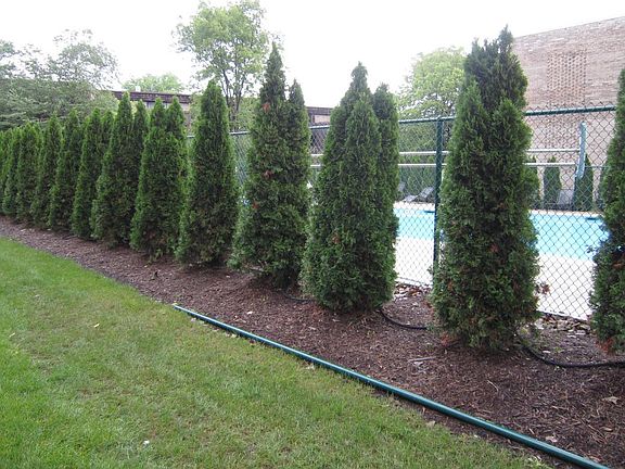 Backyard view ( pool in the backyard)