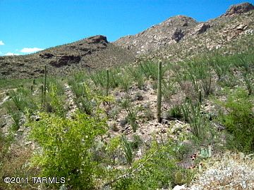 4th image of 1699 E Barrell Cactus Ct