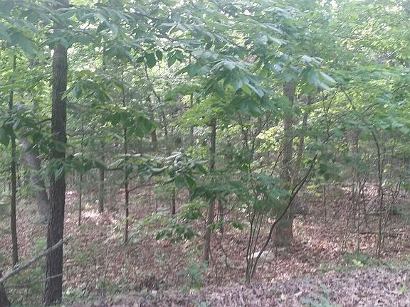 5th image of 253 Plateau Ln