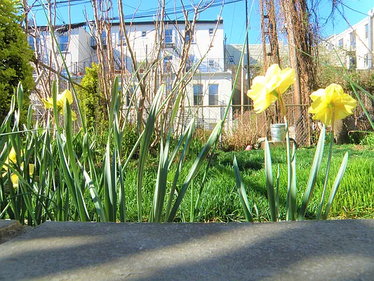 Rented by Douglas Elliman | media 26