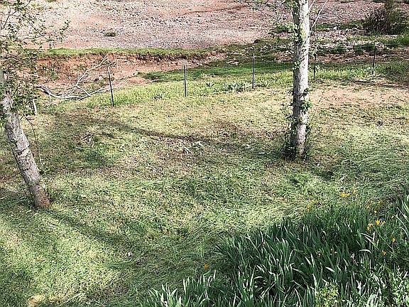 Back yard below deck.