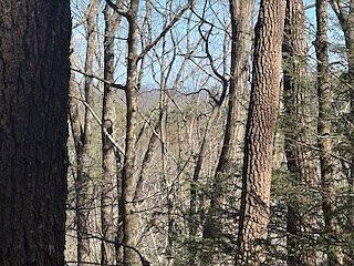 2nd image of 14 Butler Creek Rd