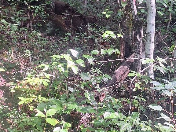 4th image of 0 Coopers Creek Rd