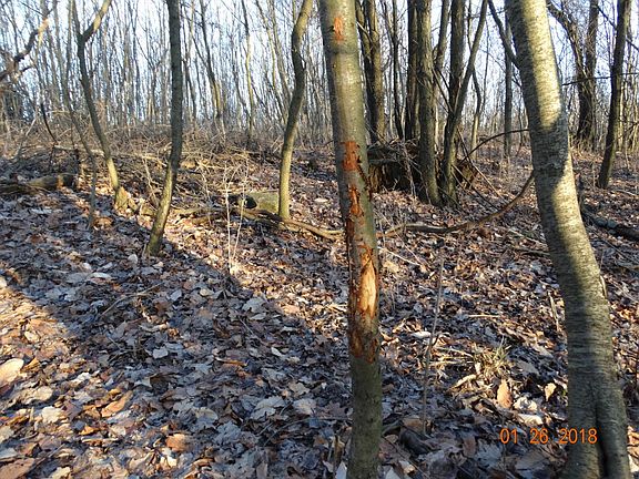 Buck rub along the ridge.