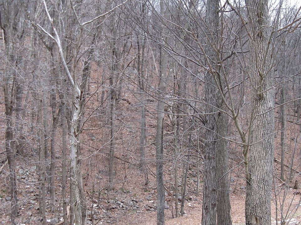 Typical View
