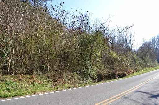 2nd image of Old Piney Rd