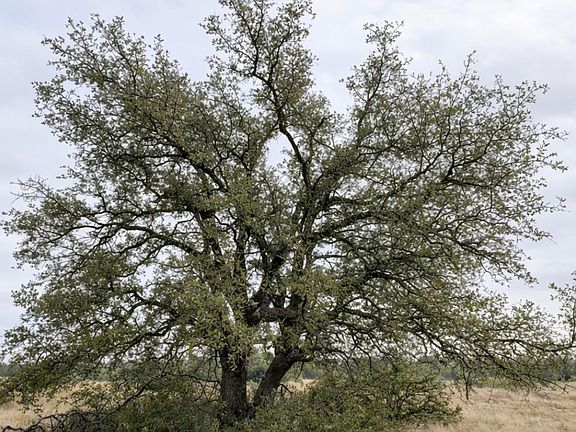 3rd image of 135 Shin Oak Spur