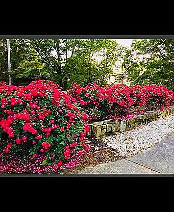 3rd image of 1509 Highpoint Rd