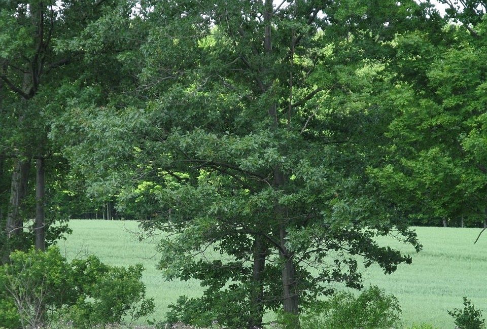 1st image of 0 West Rd