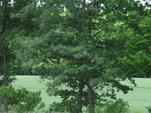 0 West Rd, Mc Kean, PA 16426