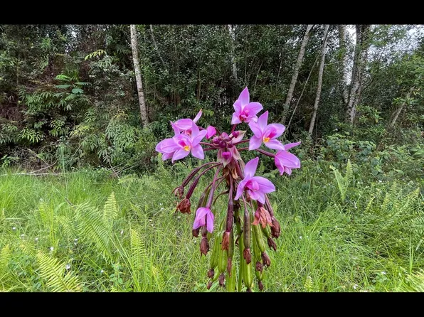 16-1459 Opeapea Rd Lot 4791, Mountain View, HI 96771