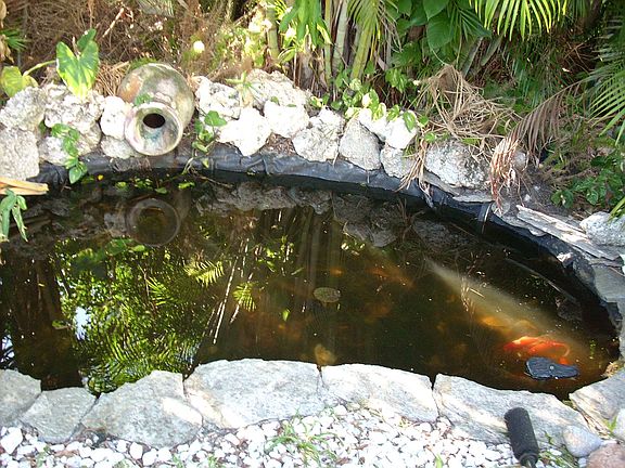 koi pond gold fishes
