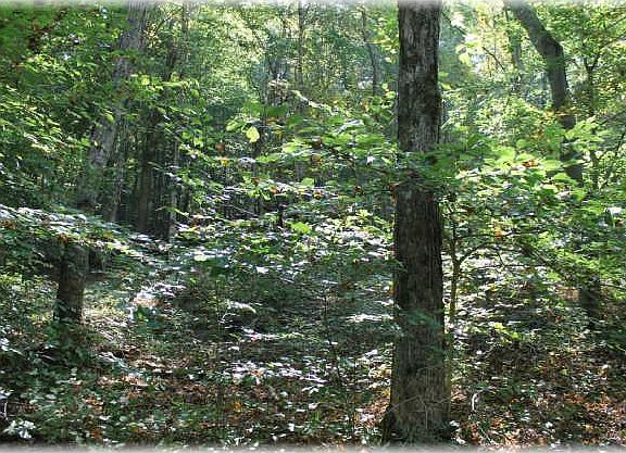 4th image of 0 Wildlife Trl Lot 51