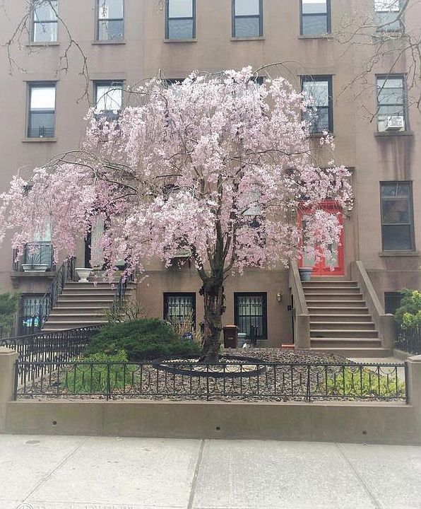 1st image of 44 1st Pl APT 4