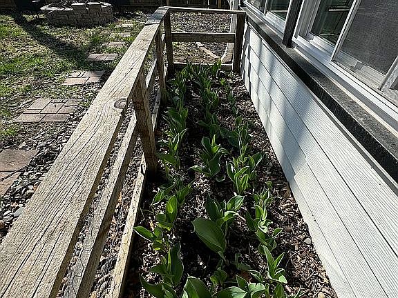 Tulip garden