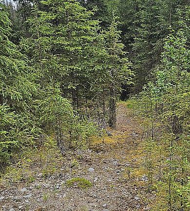 trail to creek