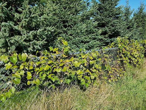 Grape vines