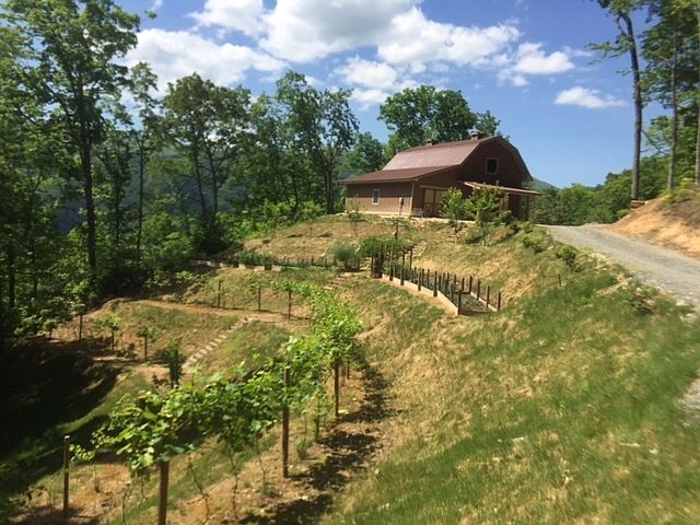 Fruit trees and grape vines