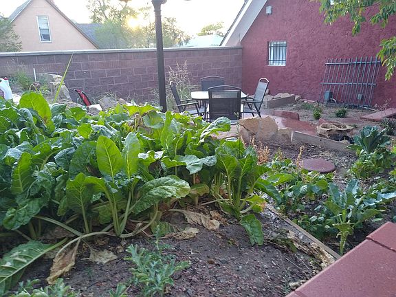 Backyard gardens