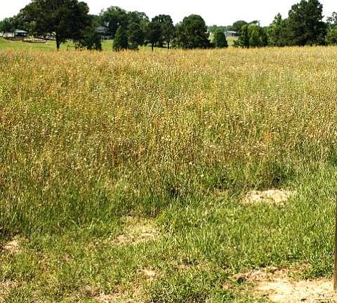 2nd image of 14627 Caddo Creek Cir