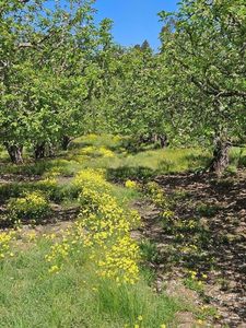 0 Storey Rd, Watsonville, CA, 95076