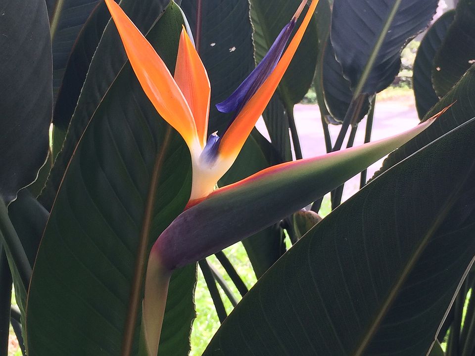 Beautiful Bird of Paradise