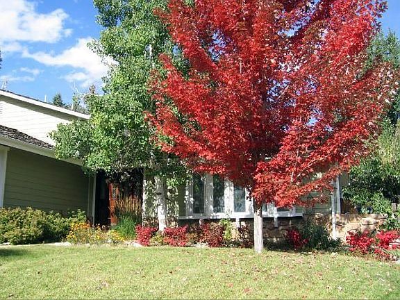 Front of house with Red Sugar Maple