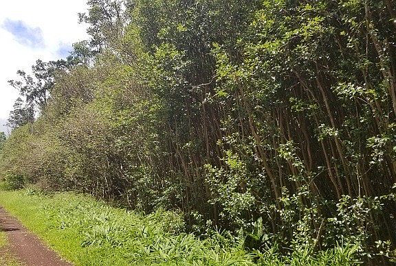 2nd image of Puna St Lot 534
