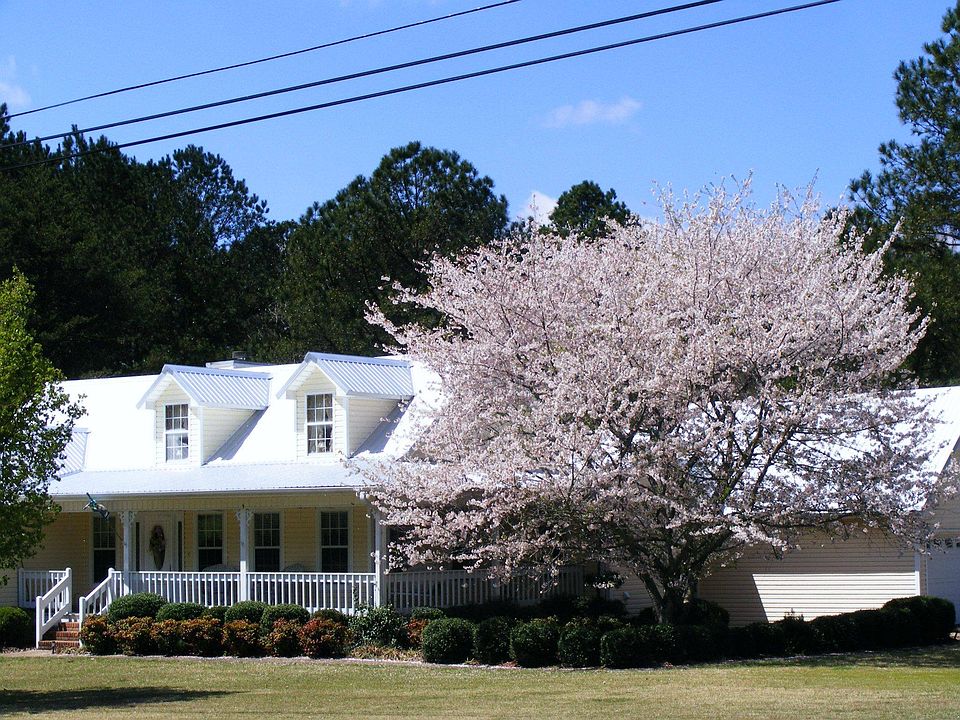 Cherry tree in bloom