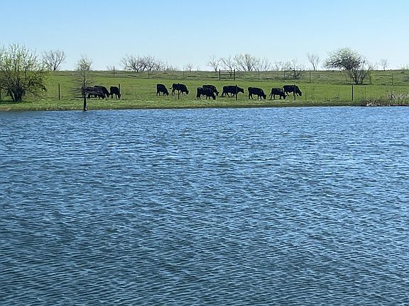 Large fishing lake and cows