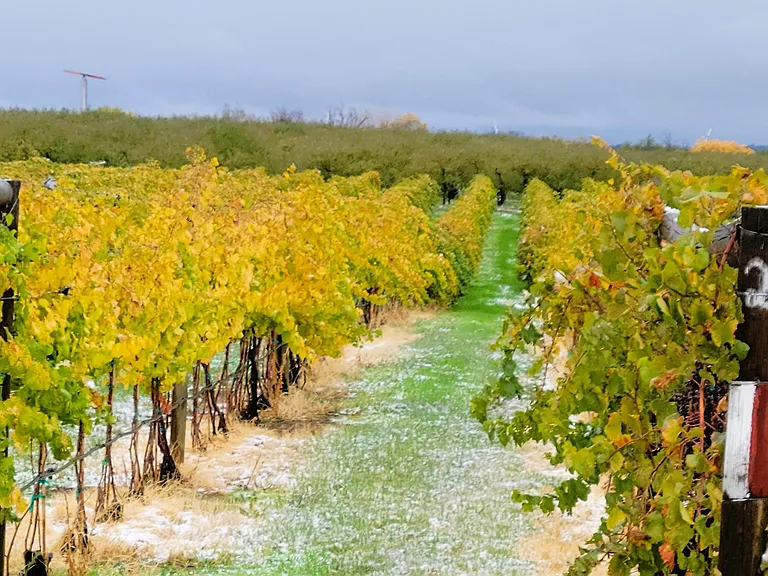 Vineyard-peach orchard along the driveway in fall-early winter.
