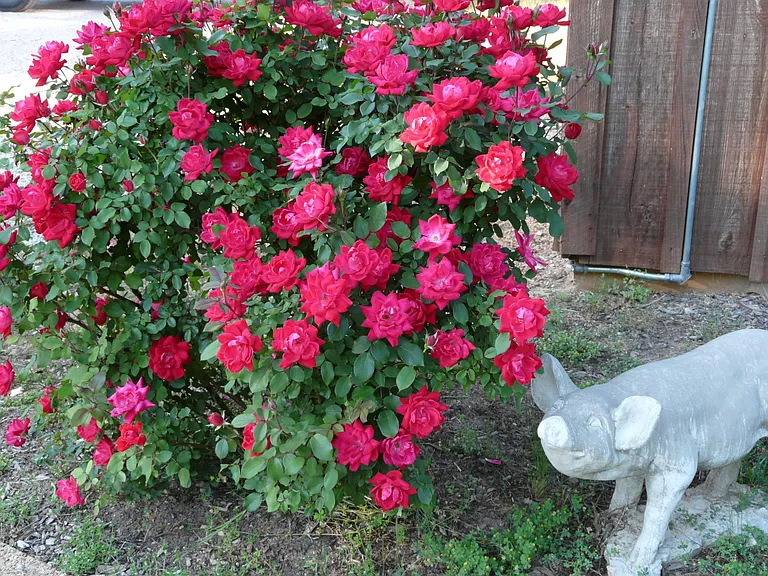 Gotta love the smell of Roses in the mornin!