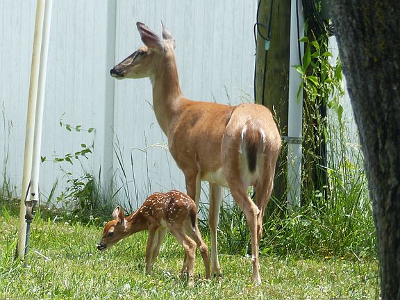 In the yard in back