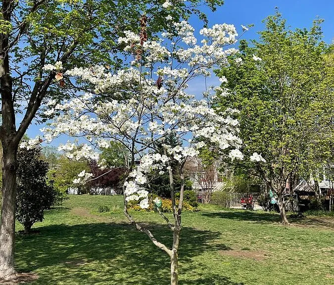 68 V St NW #1 — Photo 33