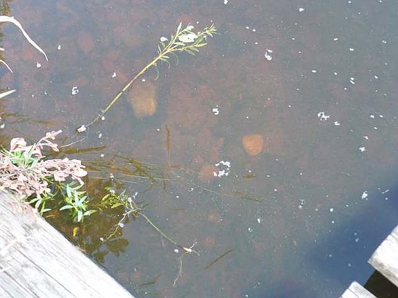 4th image of On Swamsauger Heights Rd