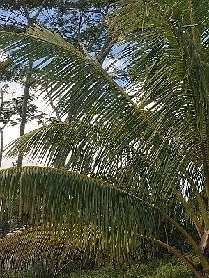 2nd image of S Leilani Ave Lot 2