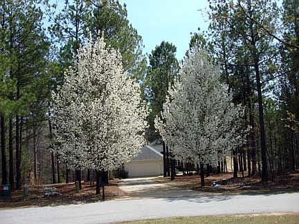 2nd image of Holly Ln Lot 8