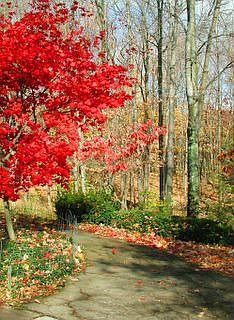 Front walk in the Fall