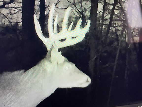 2nd image of Lot 1 Ruby Lane
